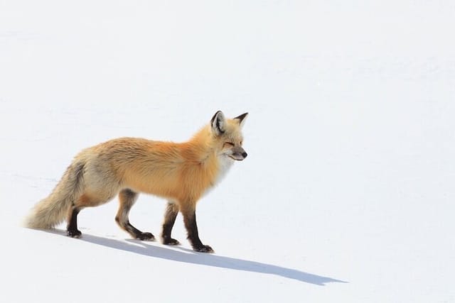 Yellowstone Winter Wildlife Safari from Bozeman - Photo 1 of 9